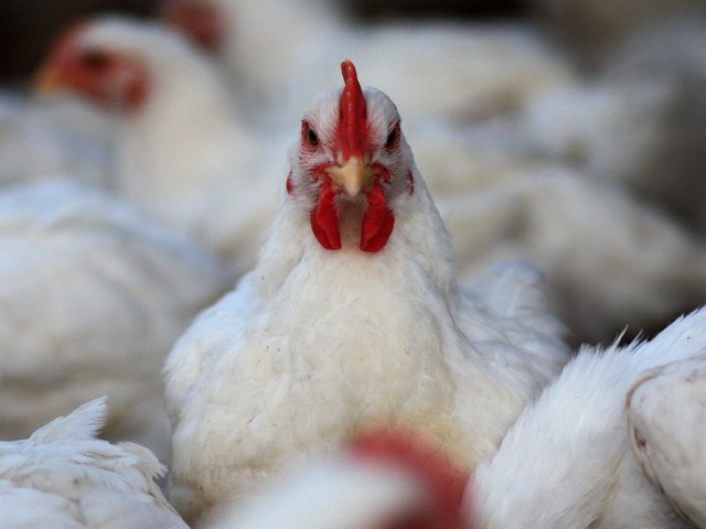 Να εξολοθρεύονται τα μικρόβια στο κοτόπουλα με χημικές ουσίες επιμένει η Ε.Ε.